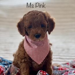 Ms Pink - Red  female Goldendoodle puppy in South Jordan, Utah from JD Goldendoodles
