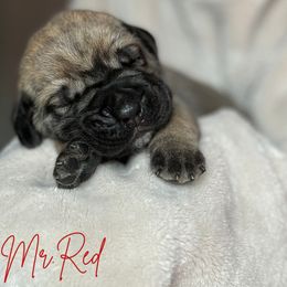 Cane Corso Puppies from Iron Will Cane Corso