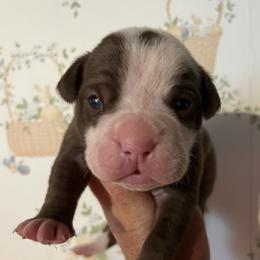 Boy 2 - male Alapaha Blue Blood Bulldog puppy in Grafton, Ohio from Eclipse Alapaha Kennels