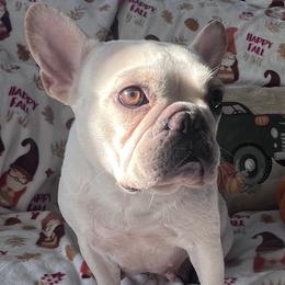 Lou - French Bulldog
