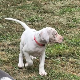 Anasazi - Silver female Great Dane puppy in Monroe County, Pennsylvania from Poke-A-Nose Danes