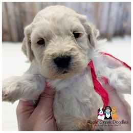 Lennox - - Cream male Goldendoodle puppy in Jeddo, Michigan from Apple Creek Doodles