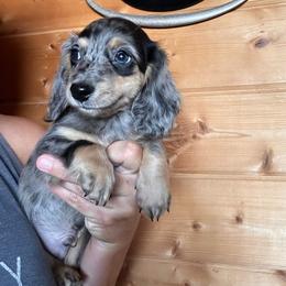 Boy 5 - Dapple male Dachshund puppy in Cheyenne, Wyoming from Great Basin Hounds