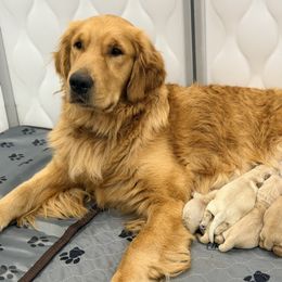Boy 2 - Golden male Golden Retriever puppy in Sacramento, California from Creamy Retrievers