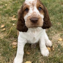 I Am The One - Orange and white male English Springer Spaniel puppy in Aberdeen, Idaho from vom King-Charles