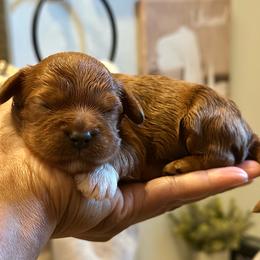 Red collar male - Red male Cavapoo puppy in Palm Beach County, Florida from Benji’s Cockapoos