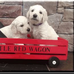 Goldendoodle Puppies from SuperDog Doodles