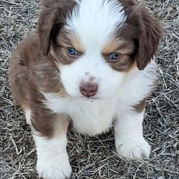 Miniature Australian Shepherd and Toy Australian Shepherd Puppies from Schwandt Toy Mini Aussies