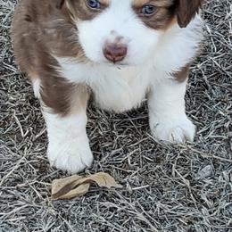 Miniature Australian Shepherd and Toy Australian Shepherd Puppies from Schwandt Toy Mini Aussies