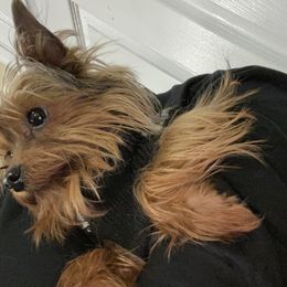 Maxx - Yorkshire Terrier