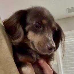 Lizzie - Dachshund