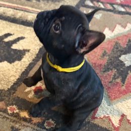 Yellow collar - Brindle male French Bulldog puppy in Livingston, Texas from Drake Home Frenchies