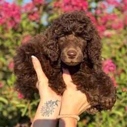Clover - Brown male Poodle puppy in Midwest City, Oklahoma from Strawberry Hill Puppy Patch