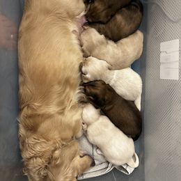 Dachshund Puppies from Angels Doxi Cottage