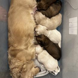 Dachshund Puppies from Angels Doxi Cottage