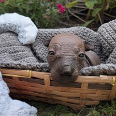 Kofi (black) - Slate male Xoloitzcuintli puppy in Atwater, California from Cen Cal Xoloitzcuintle