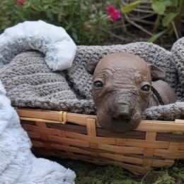 Kofi (black) - Slate male Xoloitzcuintli puppy in Atwater, California from Cen Cal Xoloitzcuintle