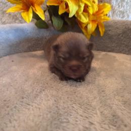 Male 1 - Chocolate male Pomsky puppy in Bucyrus, Missouri from Hill Top Pomskies