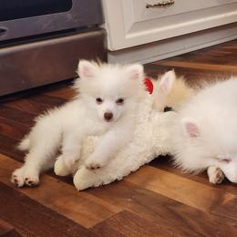 Pomeranian Puppies from BabyBooPoms