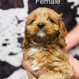 Cashmere - Red female Cavapoo puppy in Woodleaf, North Carolina from Circle T Ranch K9s