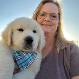 "Colleen and Boy puppy" Golden Retriever Puppies from Iron Rose Retrievers