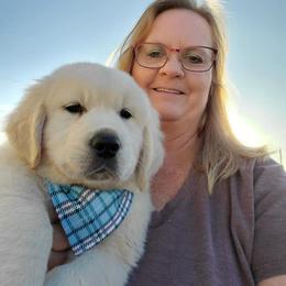 "Colleen and Boy puppy" Golden Retriever Puppies from Iron Rose Retrievers