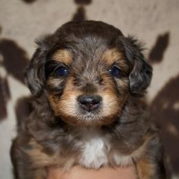 Blue Merle Boy Toy - Blue merle male Aussiedoodle puppy in Belgreen, Alabama from Scott’s Farm Poodles and Doodles