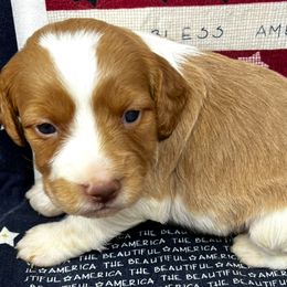 Pink girl 3 - Orange and white female Brittany puppy in Floyd Knobs, Indiana from Cross Creek Brittanys