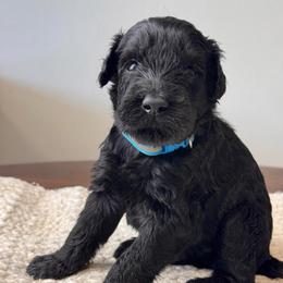 Boy 6 - Bright Blue Collar - Black male Giant Schnauzer puppy in St George, Utah from Schnauzer Ranch
