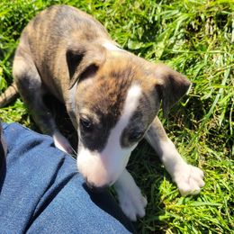 Swift's Golden Gloves (Sugar Ray) - White and red brindle Whippet puppy in Duluth, Minnesota from Swift Whippets