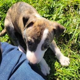 Swift's Golden Gloves (Sugar Ray) - White and red brindle Whippet puppy in Duluth, Minnesota from Swift Whippets