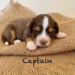 Captain - Tri-color male Australian Labradoodle puppy in Helena, Montana from Labradoodles of Montana