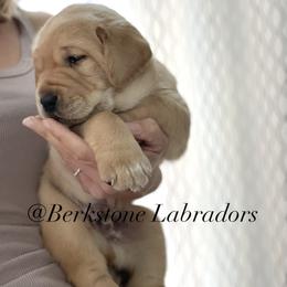 Chase - Yellow male Labrador Retriever puppy in Harrisburg, Pennsylvania from Berkstone Labradors