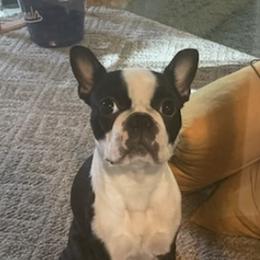 Boston Terriers from Charlie’s Pride