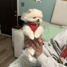Sandman - Cream male Pomeranian puppy in Wilmington, North Carolina from Sparkle Plenty Poms