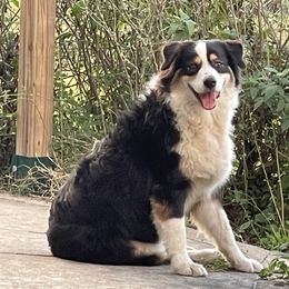 Gryphon - Australian Shepherd