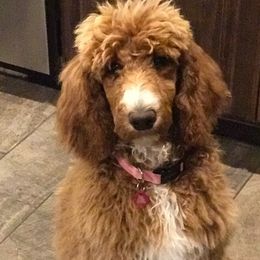 Goldendoodles and Poodles from Texoma Poodle Ranch