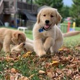 Golden Retriever Puppies from True Magic Goldens