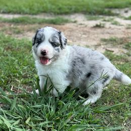 Darla - Blue merle female Border Collie puppy in Erwin, North Carolina from Herd That Farms