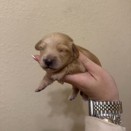 Boy 1 Green Collar - Cream male Dachshund puppy in Grandview, Texas from LF & Co Dachshunds
