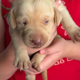 Callie - Yellow female Labrador Retriever puppy in Grants Pass, Oregon from KnR Antler Dogs ~ Labrador Retrievers & Corgis