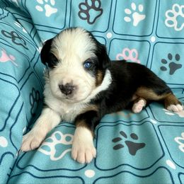 Juliette - Black tri-color female Australian Shepherd puppy in Blomkest, Minnesota from Meljestic Farms
