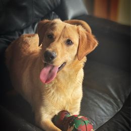 Lear - Labrador Retriever