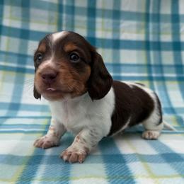 Patrick Star - Piebald male Dachshund puppy in Knoxville, Tennessee from Over The Moon Minis