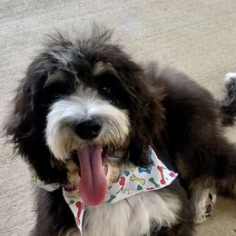 Bernedoodles, Bernese Mountain Dogs, Double Doodles, and Golden Mountain Dogs from OlliePups, LLC