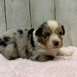 Tessa - Blue merle female Australian Shepherd puppy in Oak Hill, Florida from Swingin T Ranch LLC