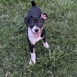 Ice - Black white and tan male Rat Terrier puppy in Caldwell, Ohio from Forest Grove Rat Terriers
