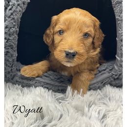 Wyatt - Red  male Goldendoodle puppy in State Road, North Carolina from Must Love Doodles