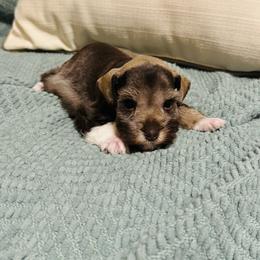 Sully - Liver male Miniature Schnauzer puppy in Moreauville, Louisiana from Bayou Schnauz and Dals