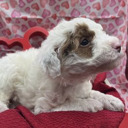 Poodle Puppies from Debi Griego
